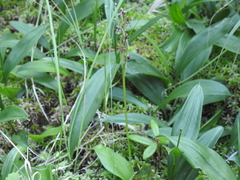 Galearis rotundifolia