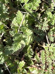 Erodium