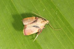 Chrysauginae
