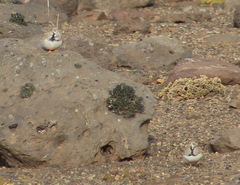 Thinocorus rumicivorus