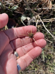 Centaurea solstitialis