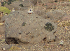 Thinocorus rumicivorus