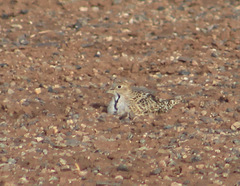 Thinocorus rumicivorus