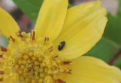 Brassicogethes aeneus