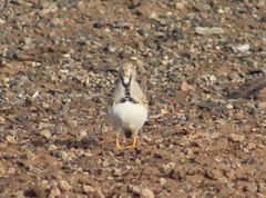 Thinocorus rumicivorus