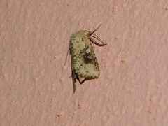 Mythimna languida