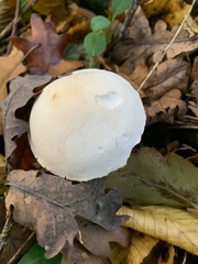 Leucoagaricus leucothites