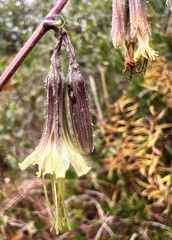 Nabalus serpentarius