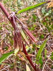 Nabalus serpentarius