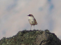 Muscisaxicola capistratus