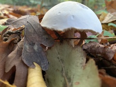 Leucoagaricus leucothites
