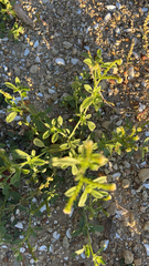 Euploca procumbens