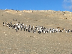 Spheniscus magellanicus
