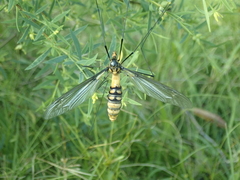 Leptotarsus clavatus