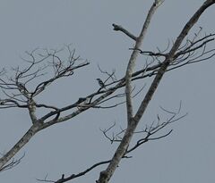 Lalage leucopygialis