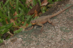 Tropidurus catalanensis