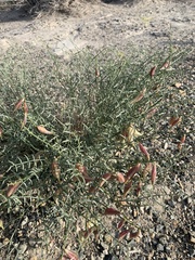 Astragalus casei