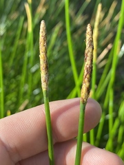 Eleocharis dulcis