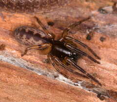Segestria senoculata