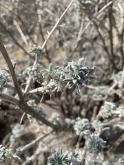 Lupinus albifrons