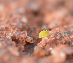 Sminthurinus henshawi