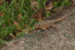 Tropidurus catalanensis