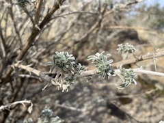 Lupinus albifrons