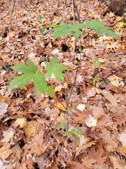 Sapindaceae