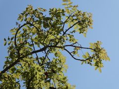 Chalcomitra senegalensis