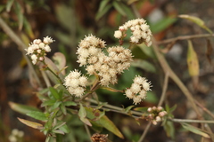 Baccharis glutinosa