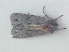 Ichneutica ustistriga