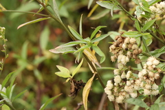 Baccharis glutinosa