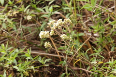Baccharis glutinosa
