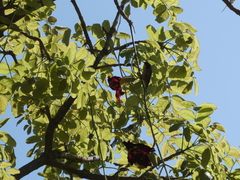 Chalcomitra senegalensis