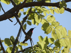 Chalcomitra senegalensis