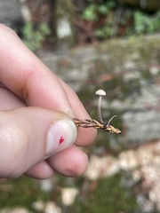 Paragymnopus sequoiae