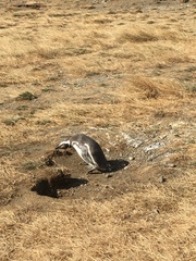 Spheniscus magellanicus