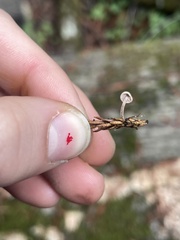 Paragymnopus sequoiae