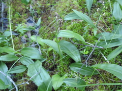 Galearis rotundifolia