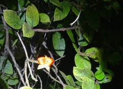 Drymonia alloplectoides