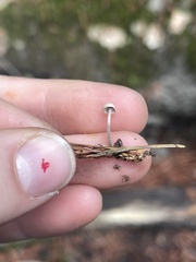 Paragymnopus sequoiae