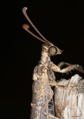 Myrmeleontidae