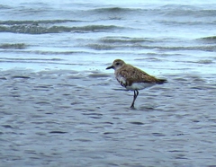 Pluvialis squatarola