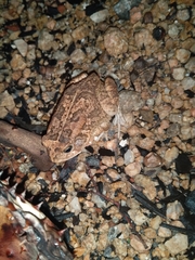 Sclerophrys gutturalis