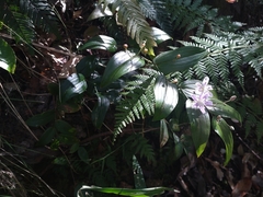 Tripladenia cunninghamii