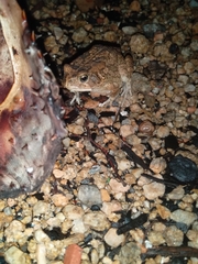 Sclerophrys gutturalis