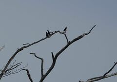 Scissirostrum dubium