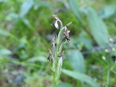 Galearis rotundifolia