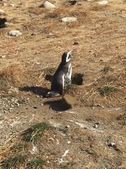 Spheniscus magellanicus