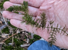 Ceratophyllum echinatum